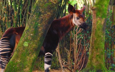 Save the Okapi and Become a Conservation Hero!